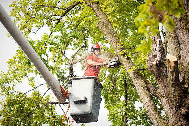 Reliable Pike Creek, DE Tree Services Solutions